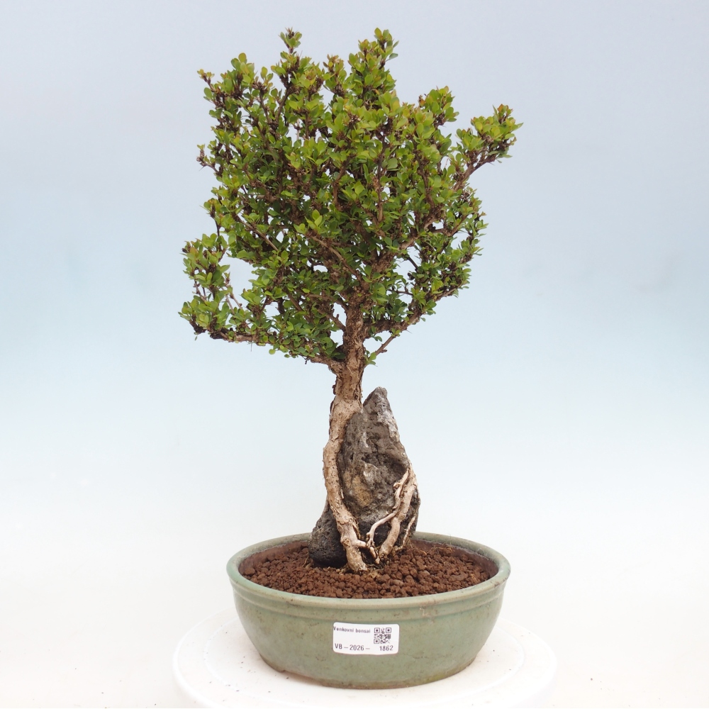 Vonkajšie bonsaje - Berberis coreana