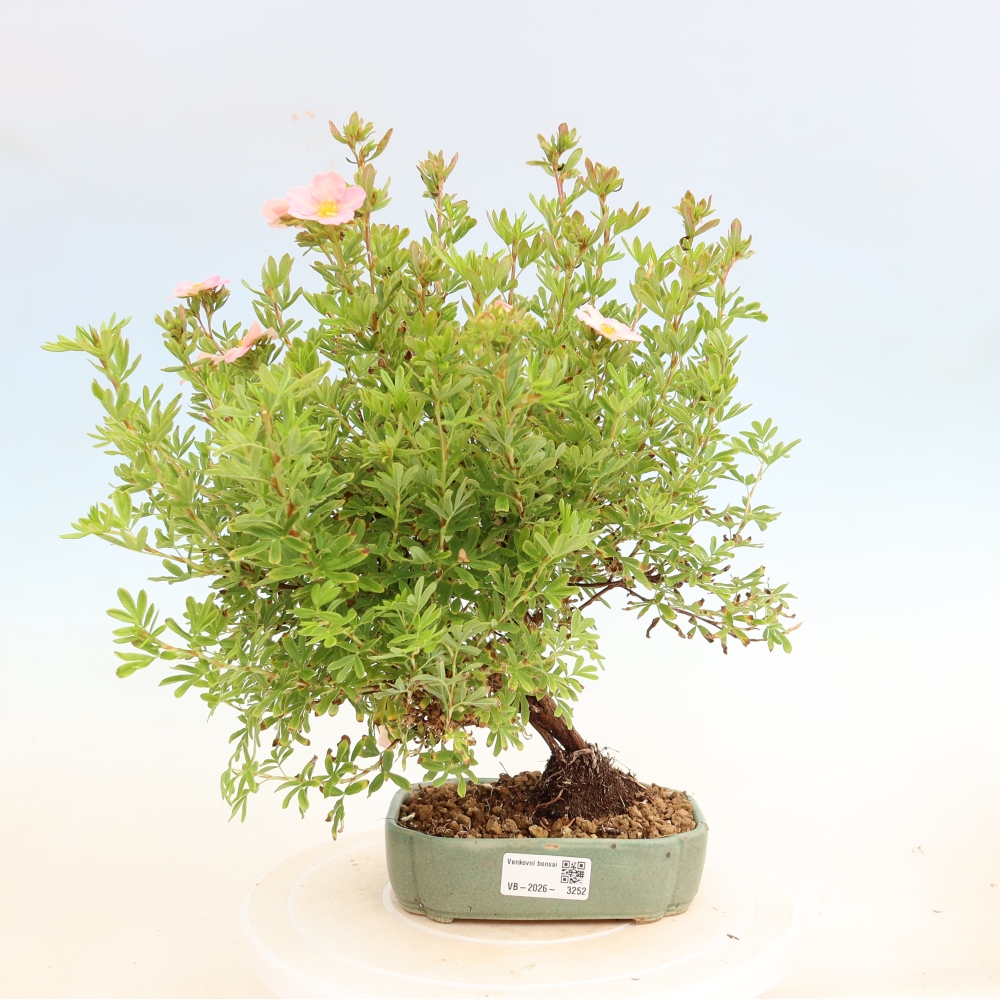 Vonkajší bonsai – Potentila fruticosa Bellissima