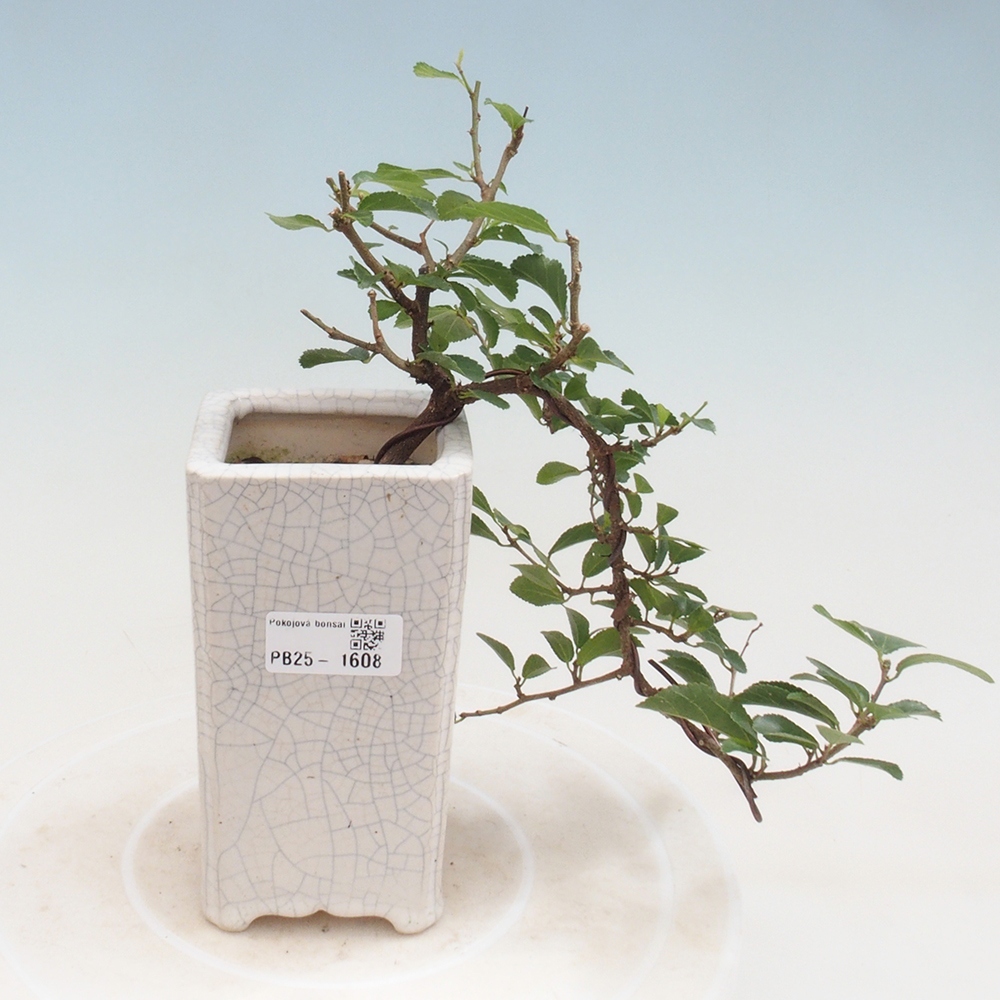 Izbová bonsai - Grewia occidentalis - Hviezdica levanduľová