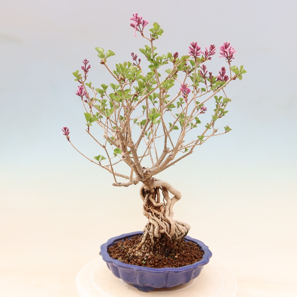 Vonkajší bonsaj - Syringa microphylla - drobnokvetý šeřík