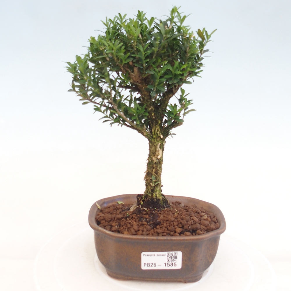 Izbové bonsaje - Buxus harlandii - korkový buxus