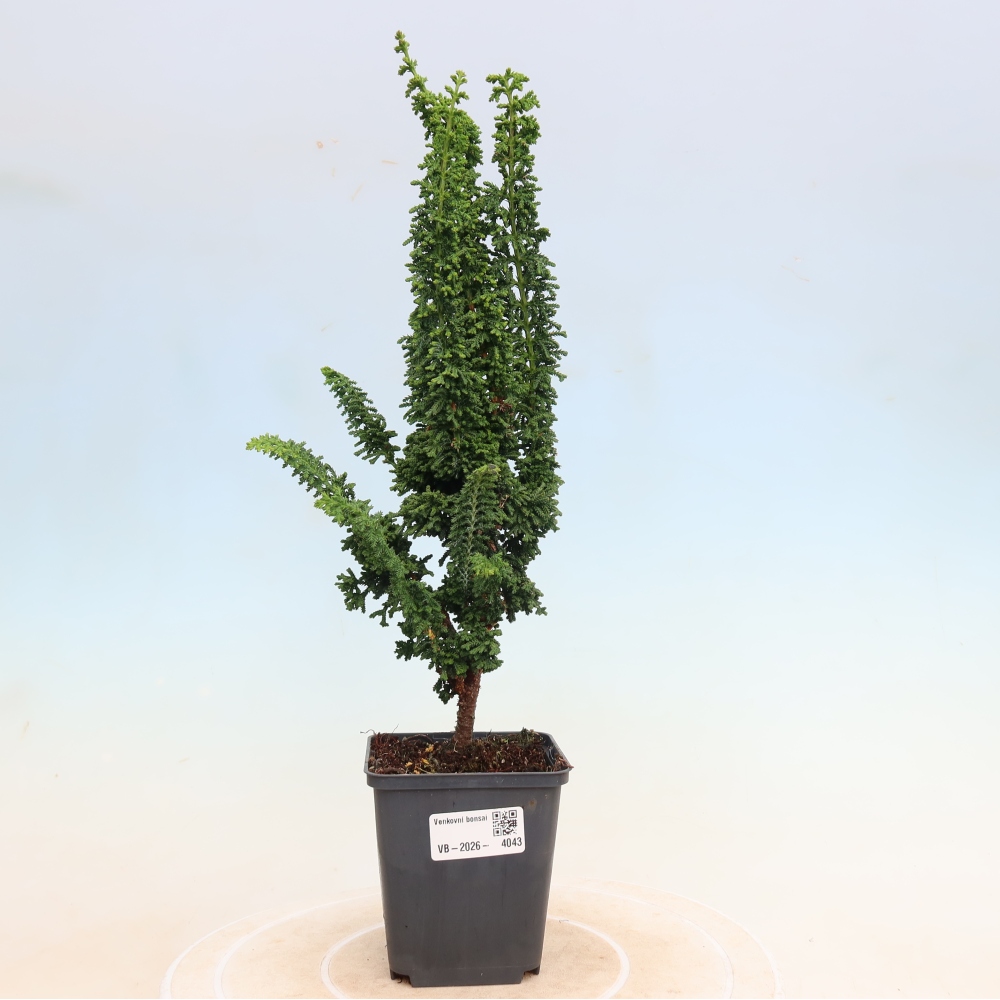Vonkajší bonsaj - Cham. obtusa SEKKA HINOKI - Cypruštek