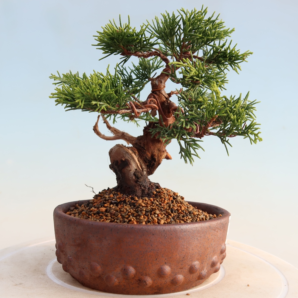 Vonkajší bonsai - Juniperus chinensis Itoigawa -Jalovec čínsky