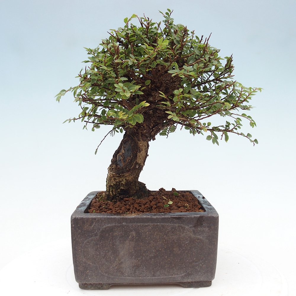 Vonkajší bonsai - Ulmus parvifolia Hokkaido - brest Čínsky