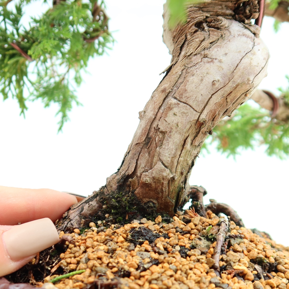 Vonkajší bonsai – Juniperus chinensis Itoigawa – čínsky jalovec