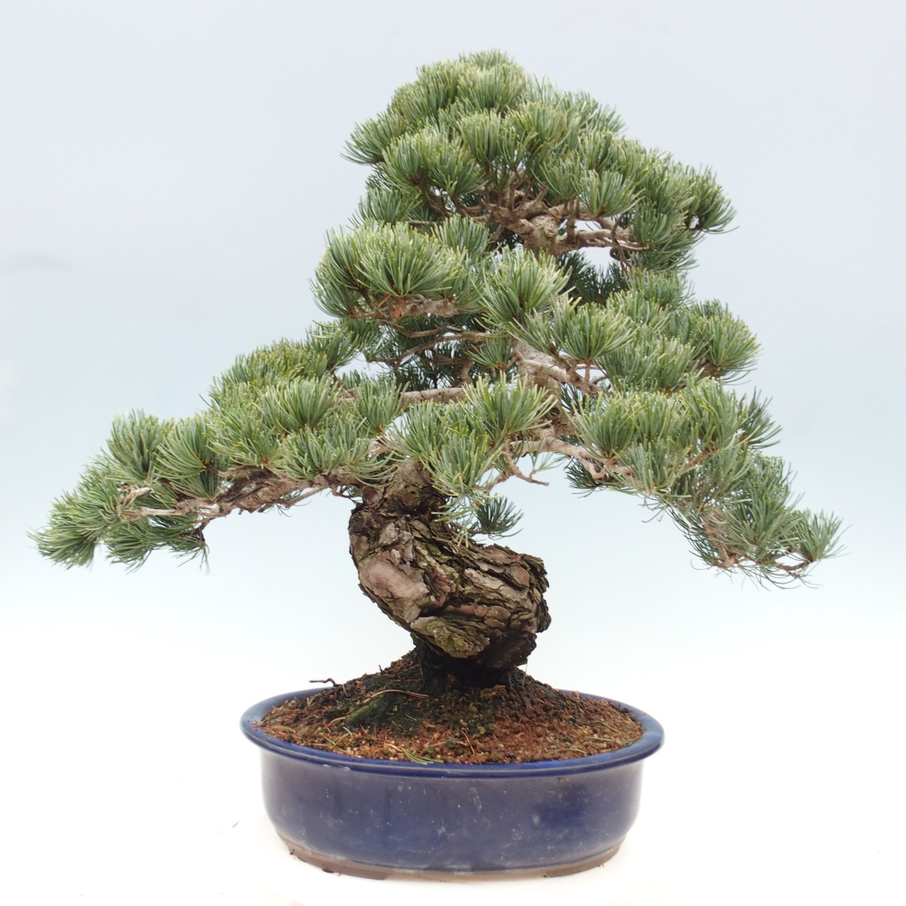 Vonkajšie bonsai - Pinus parviflora - Borovica drobnokvetá