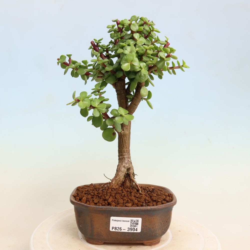 Izbové bonsaje - Portulakaria Afra - Tlustice