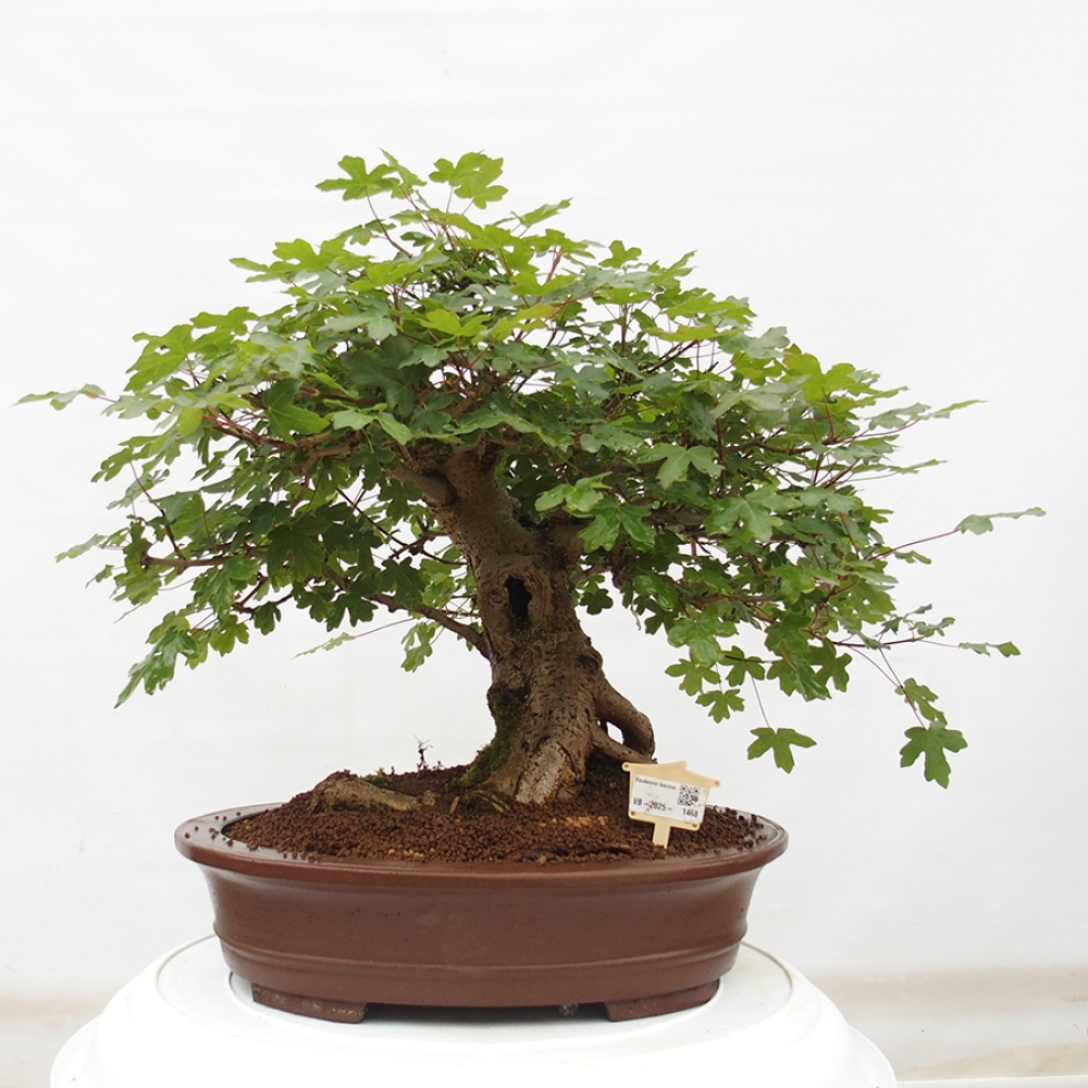 Vonkajší bonsai - Acer Campestre - Javor polný