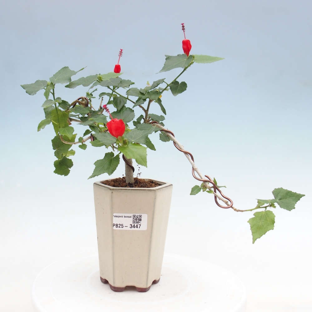 Izbový bonsaj - Malvaviscus arboreus