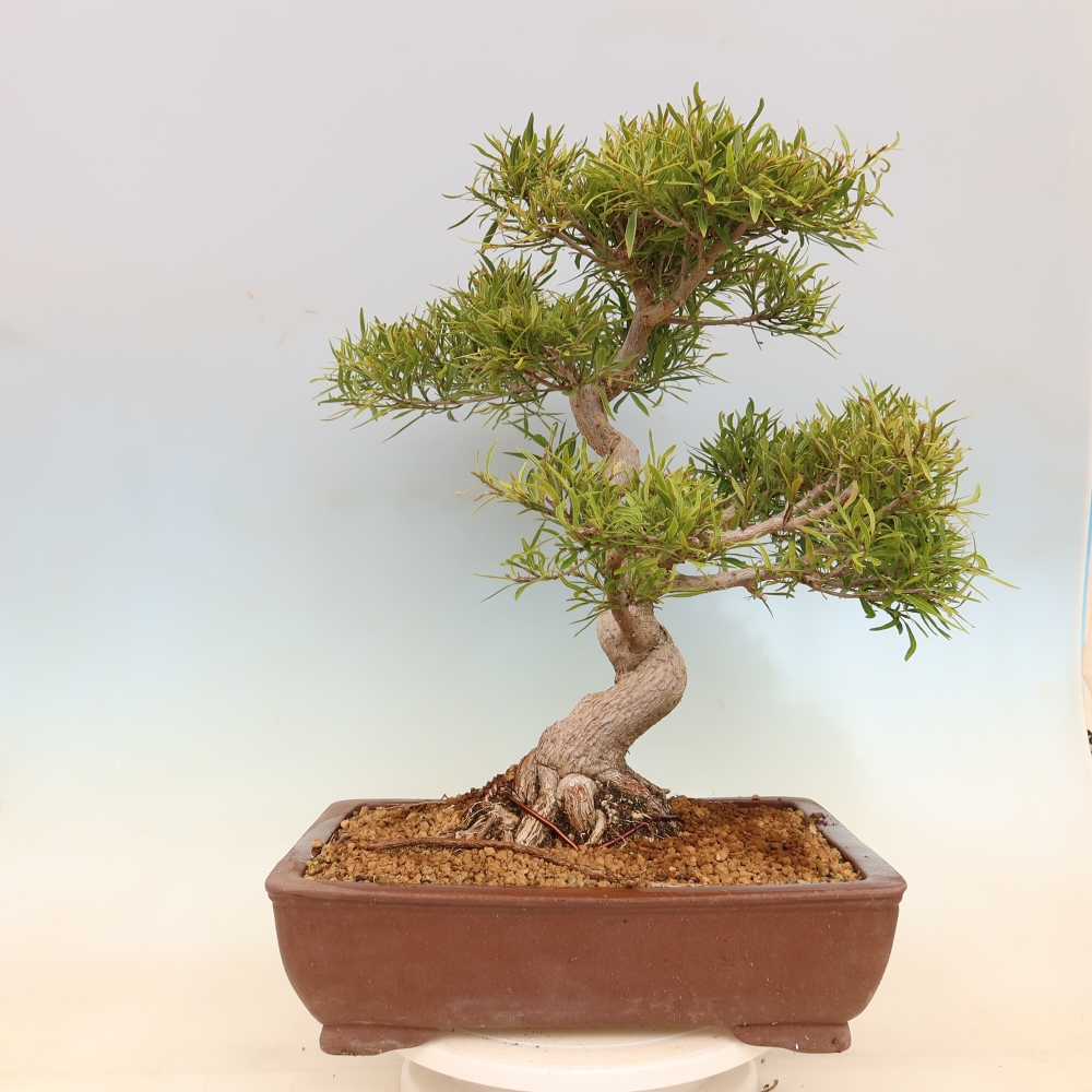 Izbové bonsaje - Ficus nerifolia - fíkus drobnolistý