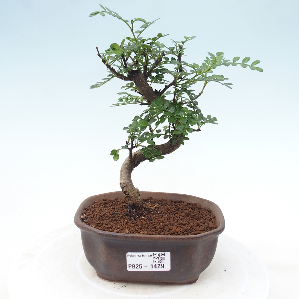 Izbová bonsai - Zantoxylum piperitum - piepor