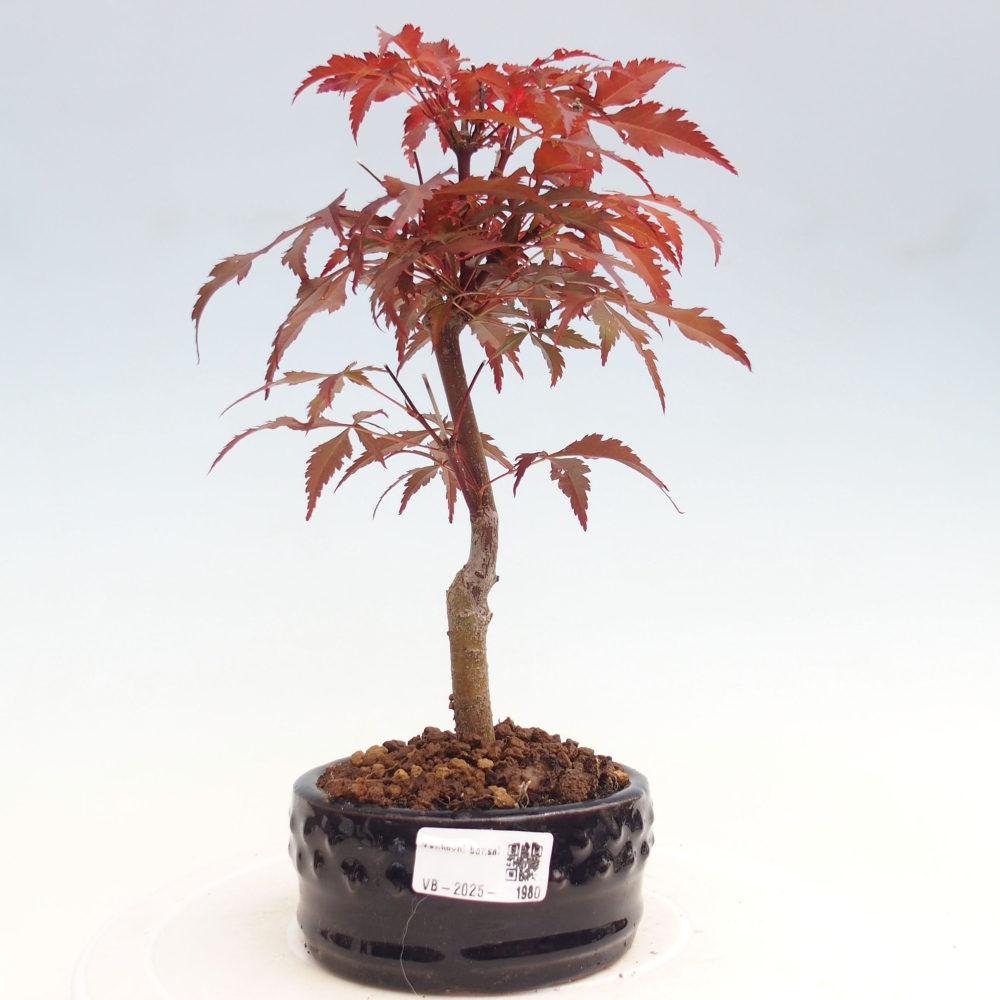 Vonkajší bonsai - Acer palm. Atropurpureum-Javor dlanitolistý