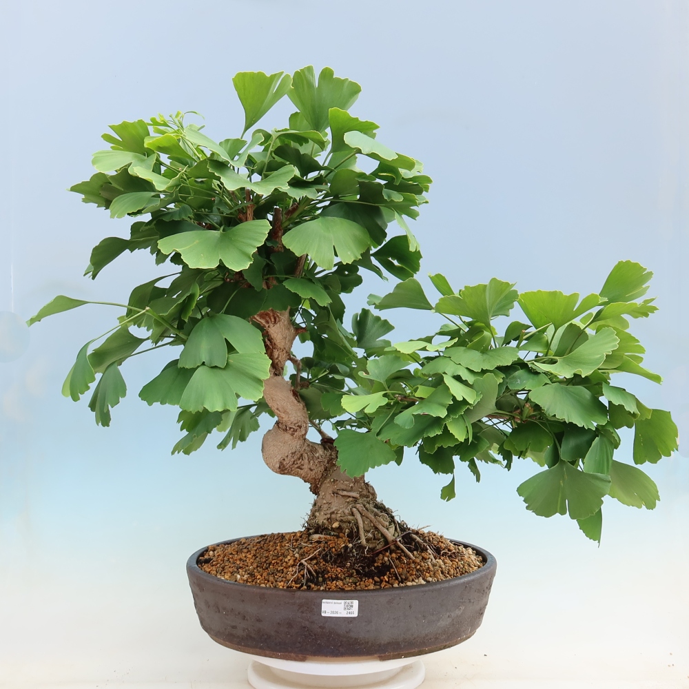Vonkajšie bonsaje - Ginkgo biloba - Ginkgo biloba
