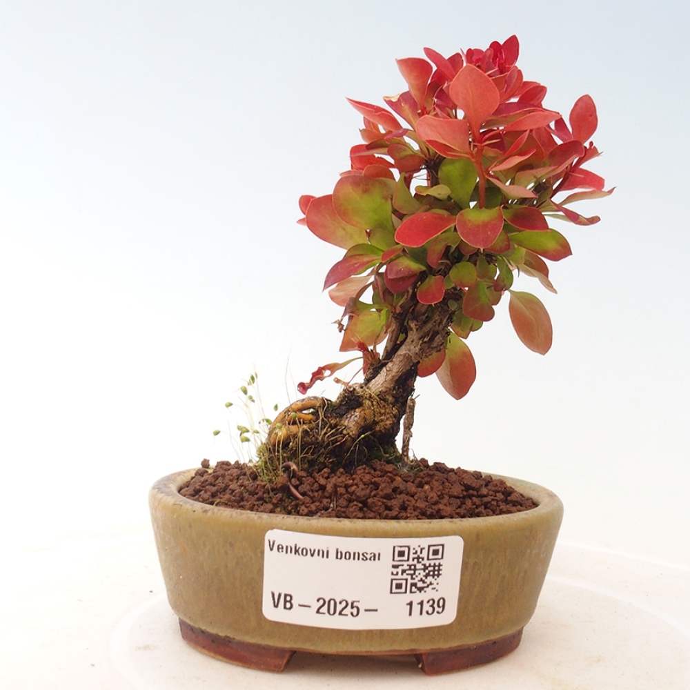 Vonkajší bonsai - Berberis thunbergii Kobold - Drištál Thunbergov