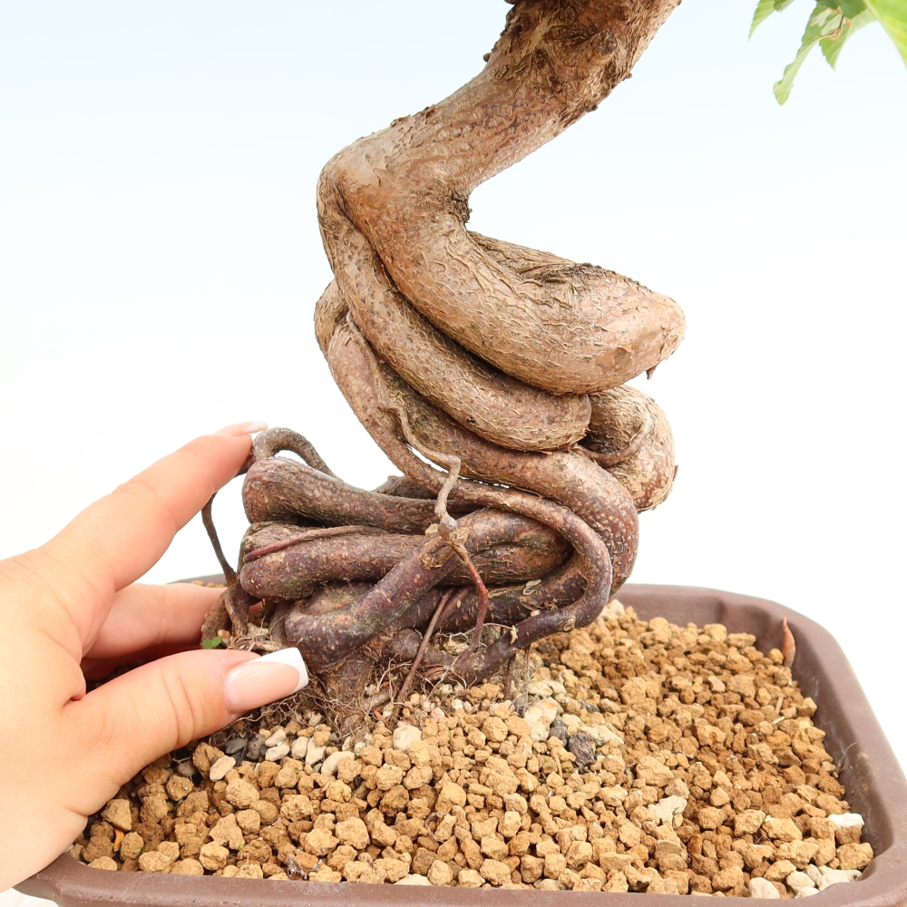 Vonkajší bonsaj -Carpinus coreana - Hrab kórejský