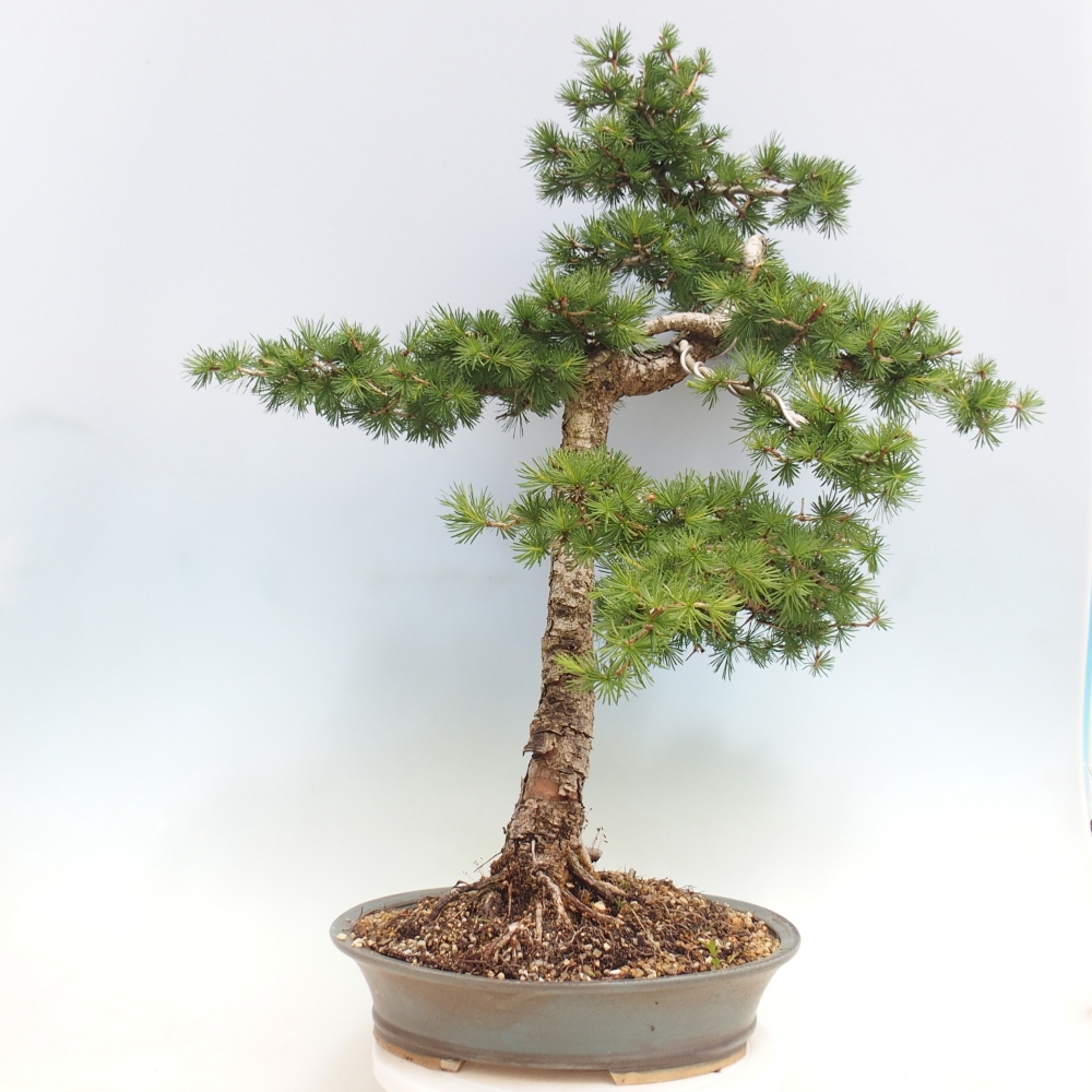 Vonkajšie bonsaje -Larix decidua - Smrekovec