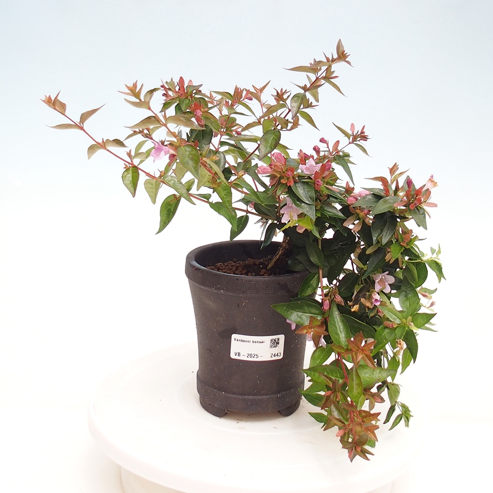 Vonkajší bonsai - Abelia Grandiflora - Abélia veľkokvetá