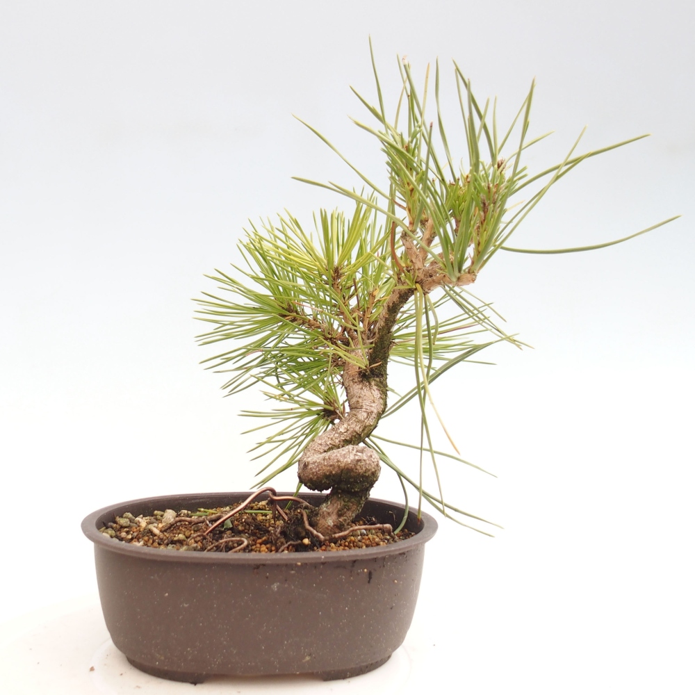 Vonkajší bonsai - Pinus thunbergii - Borovica thunbergova