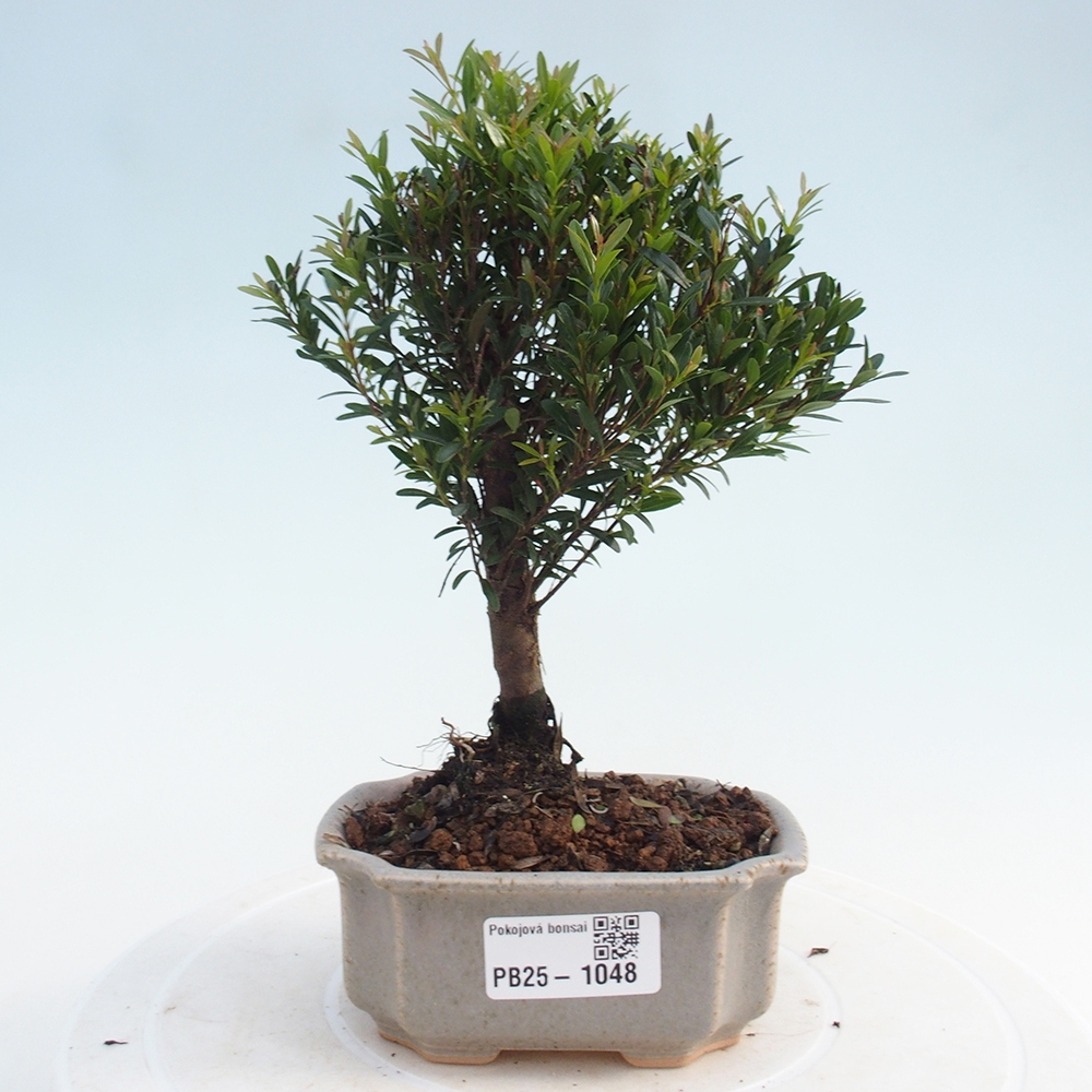 Izbová bonsai - Syzygium - pimentovníka