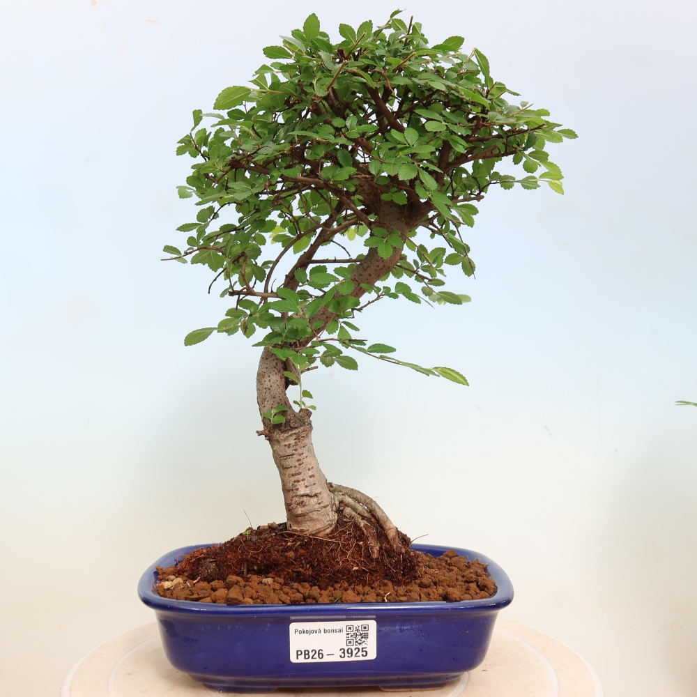 Izbový bonsaj - Ulmus parvifolia - brest malolistý