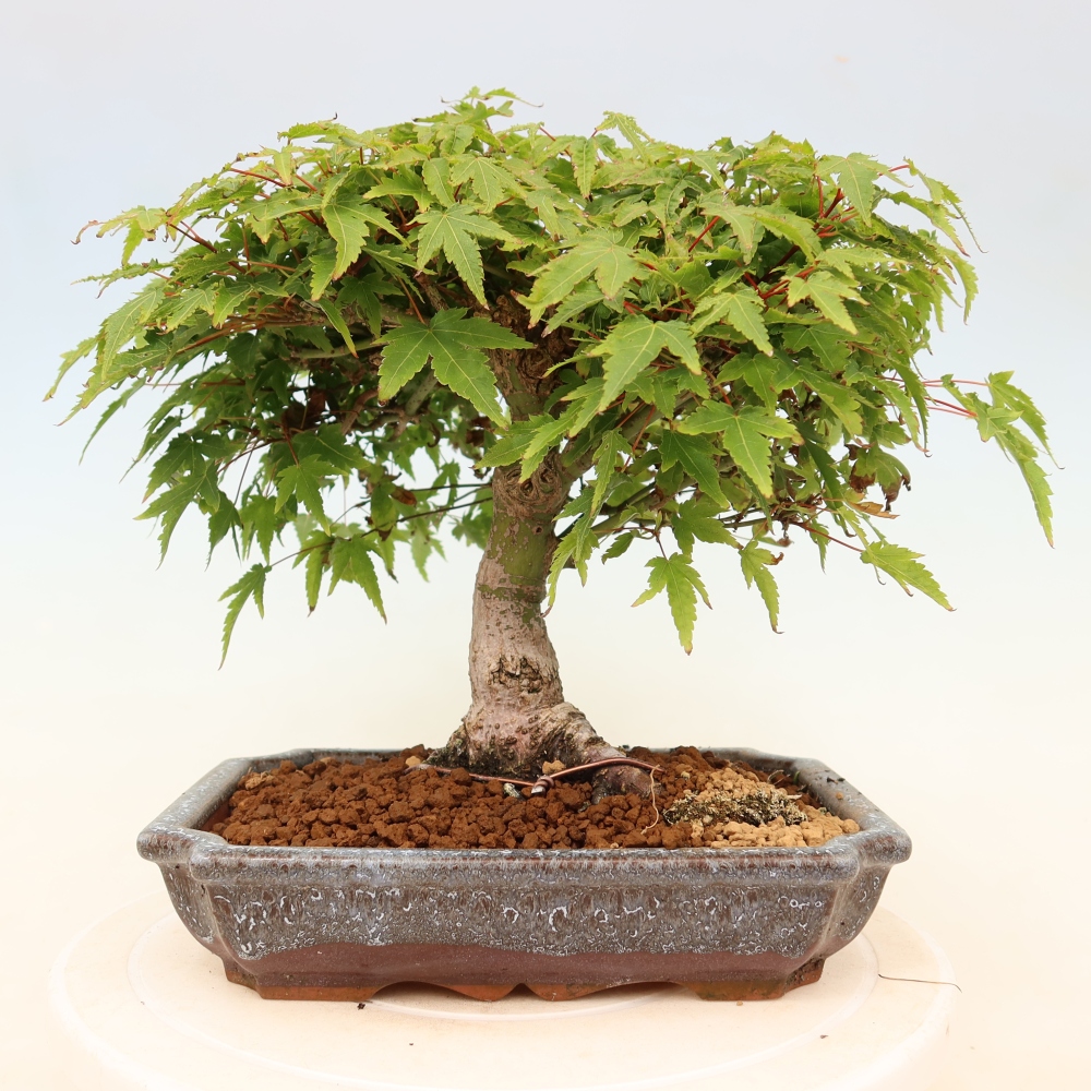 Acer palmatum KIOHIME - Javor palmetový