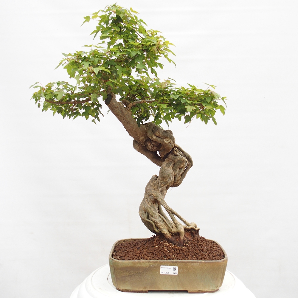 Vonkajšie bonsai - Javor Buergerianum - Javor Burgerův
