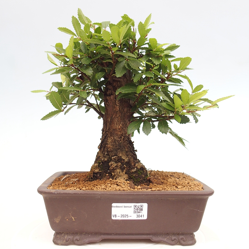 Vonkajšie bonsai - Zelkova - Zelkova Nirom
