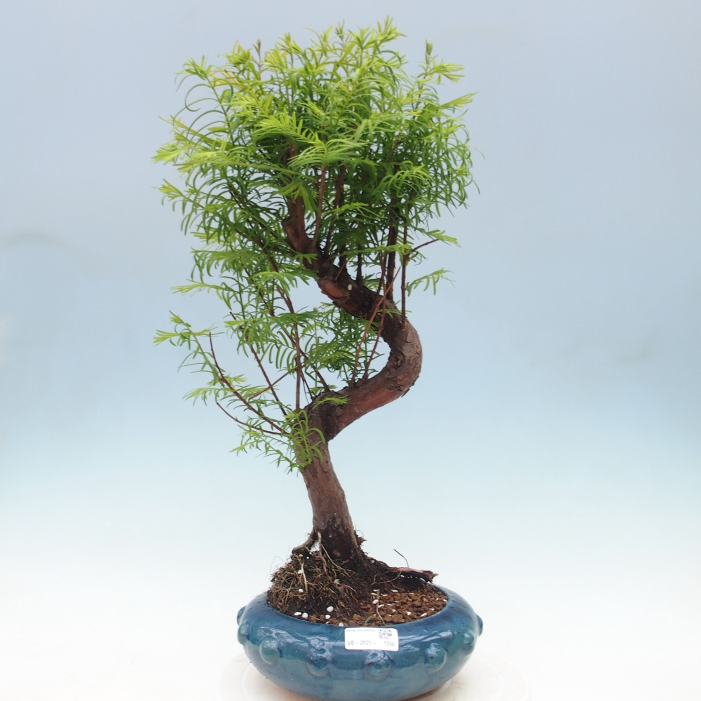 Vonkajšie bonsai - Metasequoia glyptostroboides - Metasekvoja Čínska