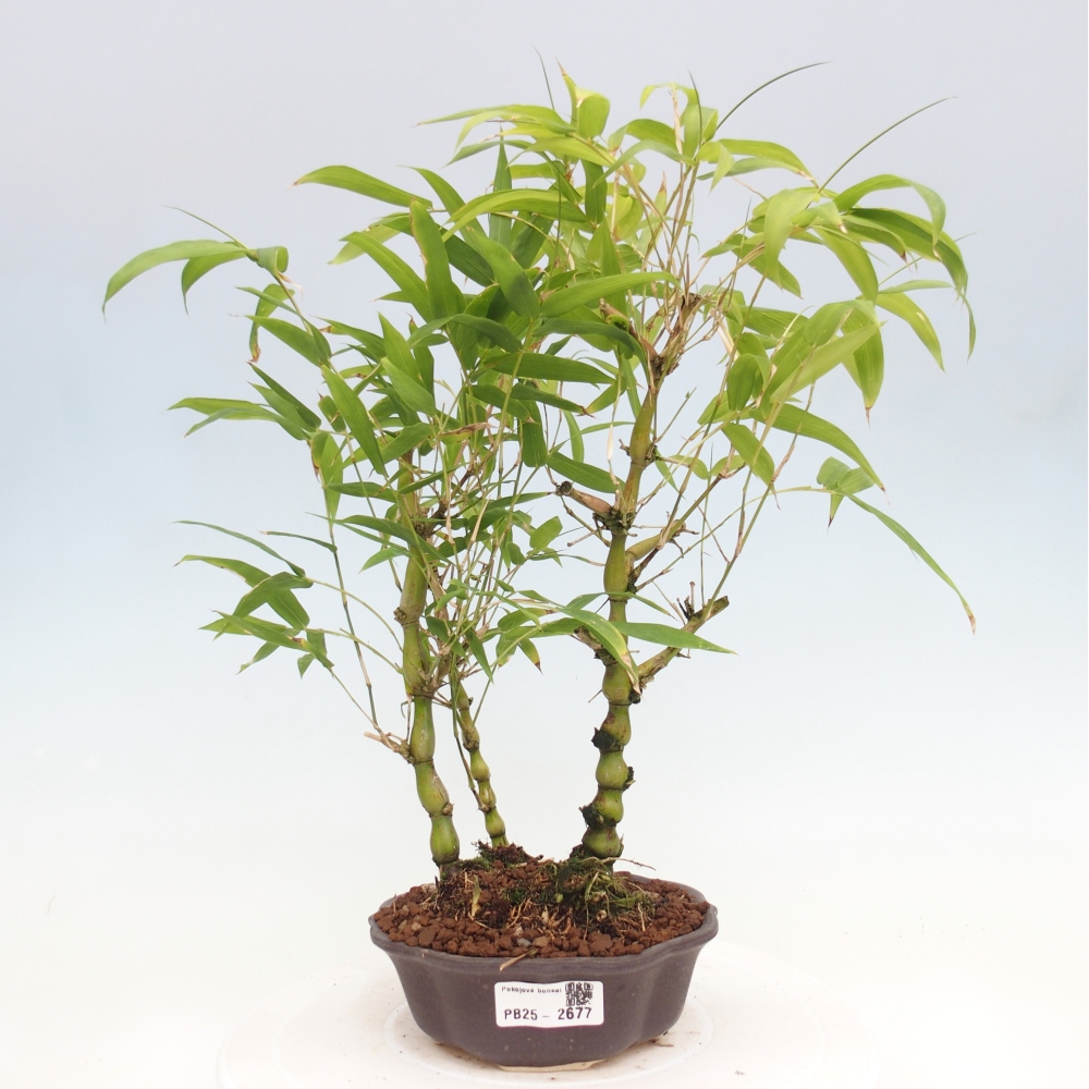Izbová bonsai - Bambus budha-Bambus budhovo brucho