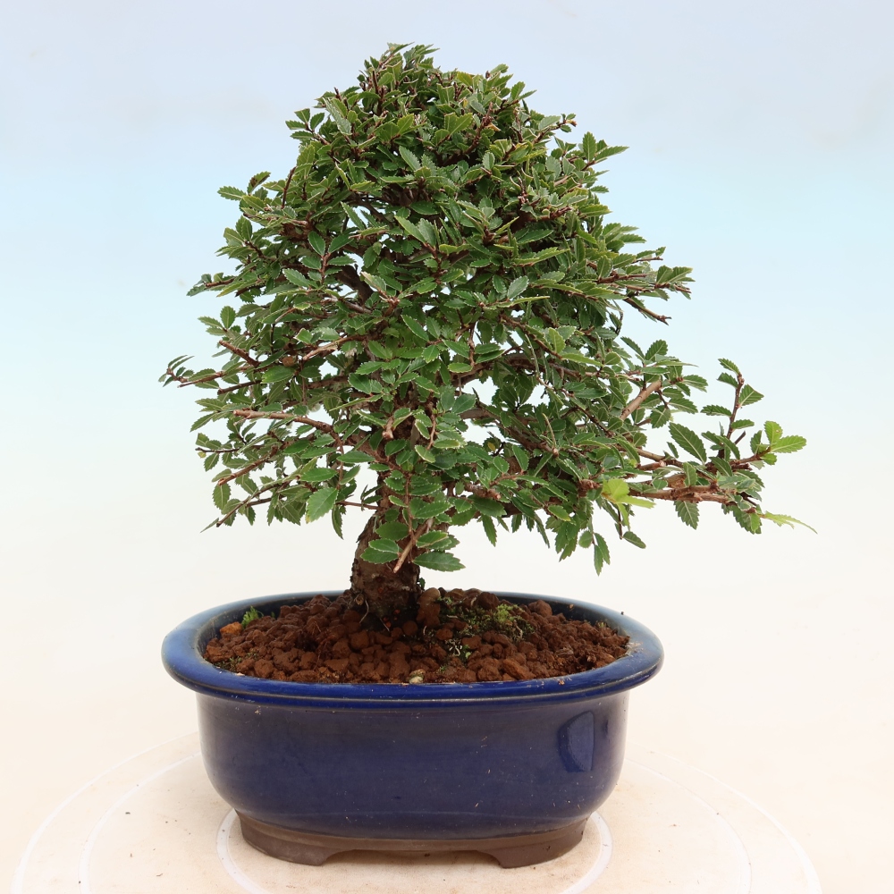 Vonkajšie bonsaje - Zelkova - Zelkova NIRE