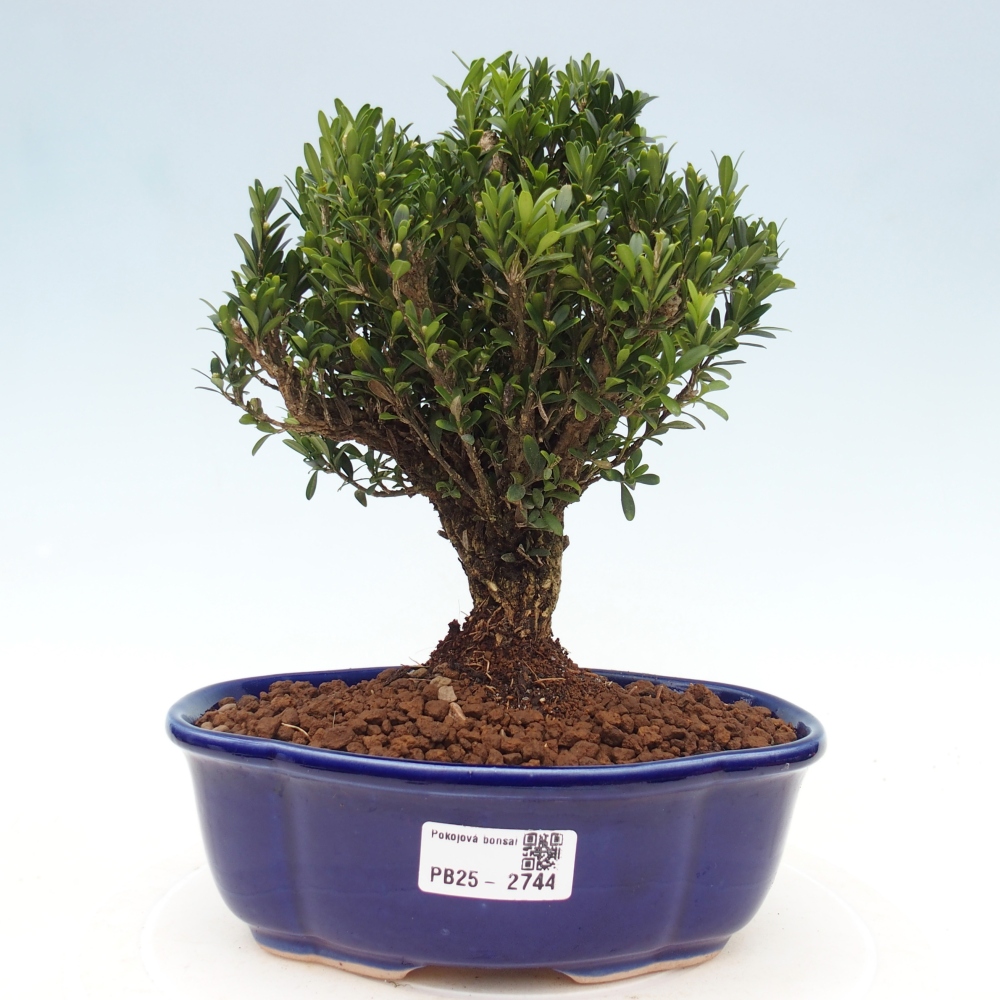 Izbová bonsai - Buxus harlandii - korkový buxus