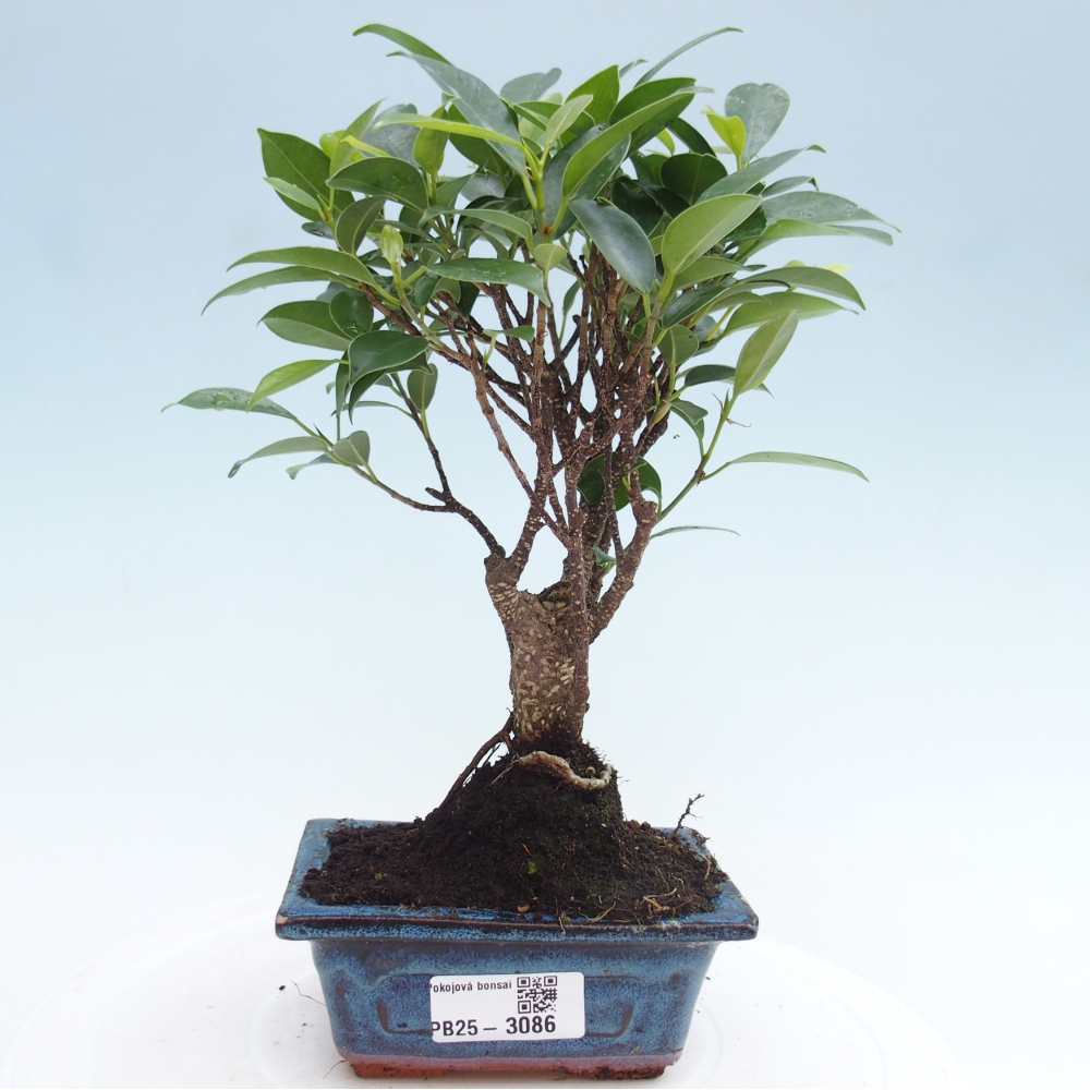 Izbová bonsai - Malolistý fikus - Ficus kimmen