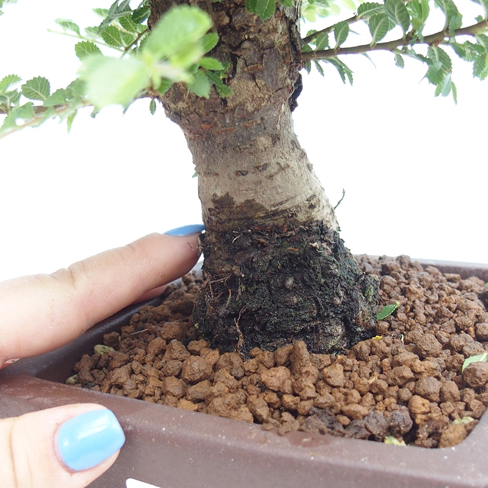 Vonkajší bonsai - Ulmus parvifolia Hokkaido - brest Čínsky