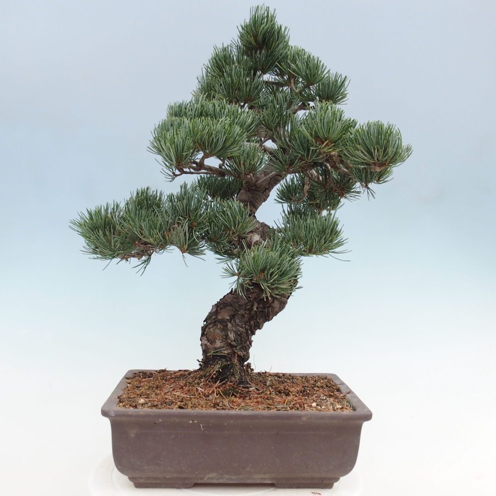 Vonkajšie bonsai - Pinus parviflora - Borovica drobnokvetá