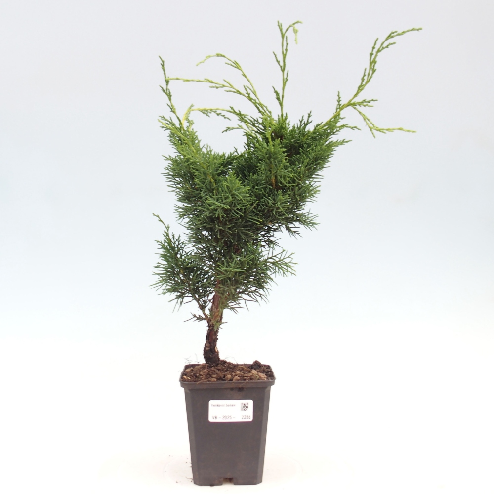 Vonkajšie bonsai - Juniperus chinensis Kishu -Jalovec čínsky