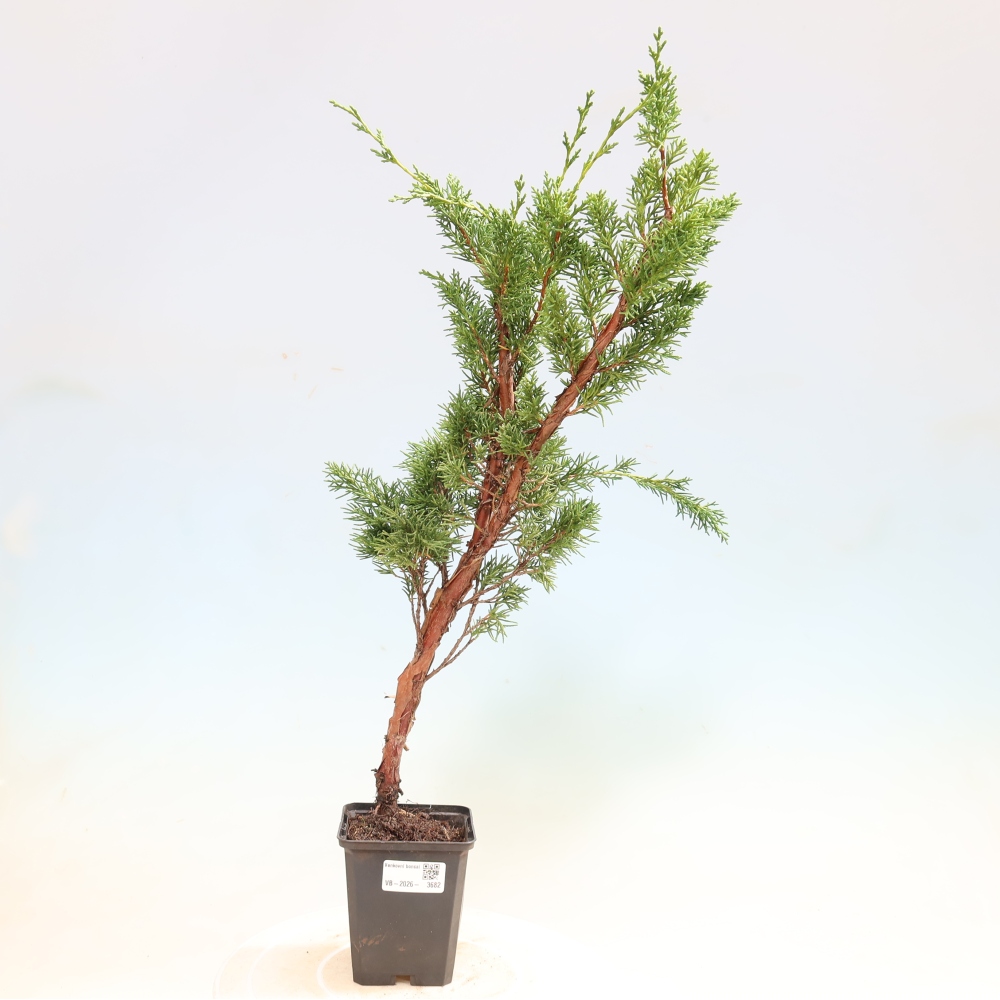 Vonkajší bonsaj - Juniperus chinensis Kishu