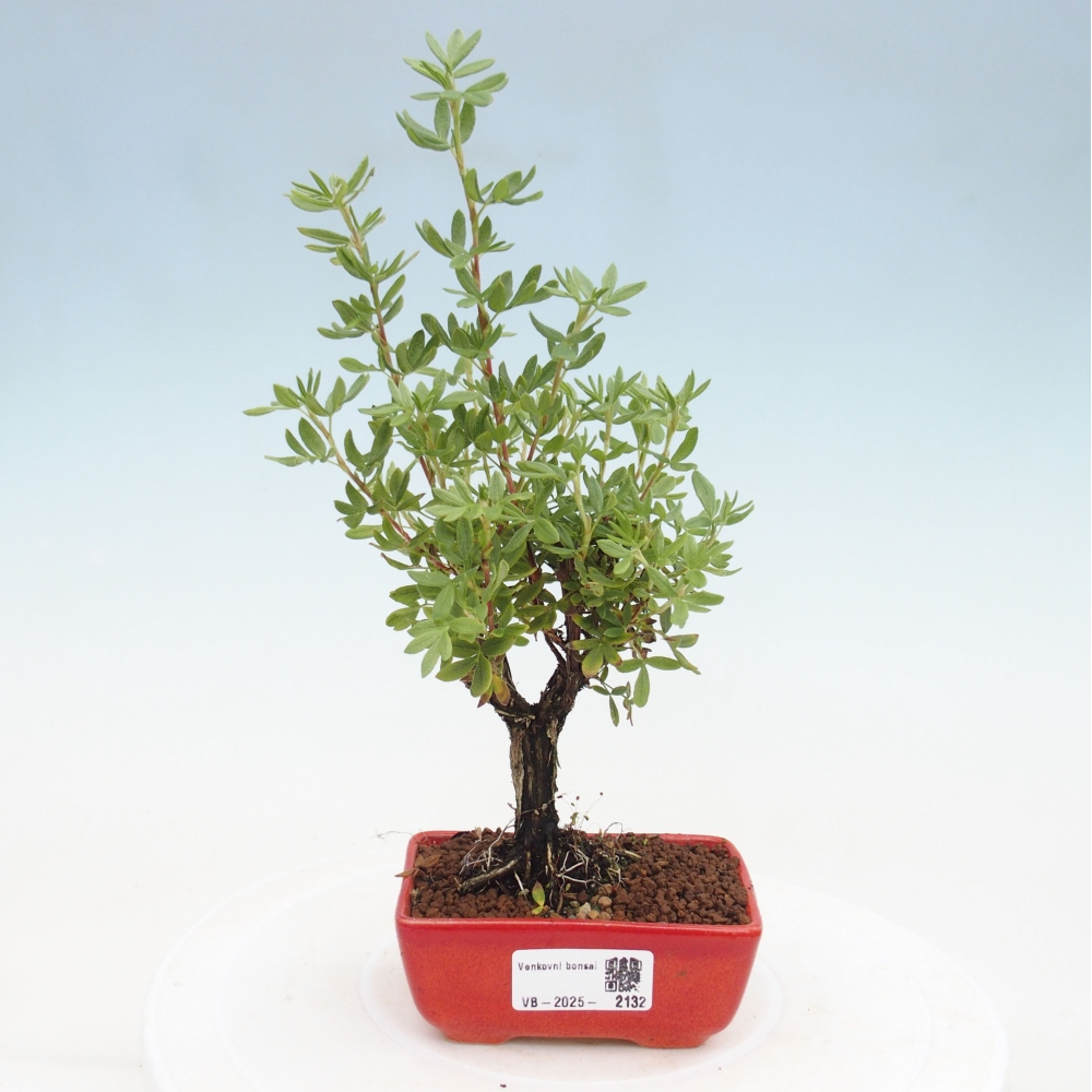 Vonkajšia bonsai-Nátržník krovitá - potentila fruticosa yellow Bird