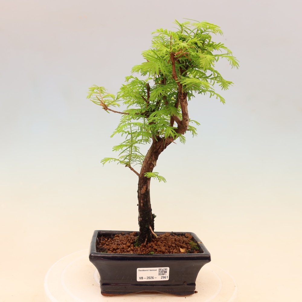 Vonkajšie bonsaje - Metasequoia glyptostroboides - čínska metasekvoja