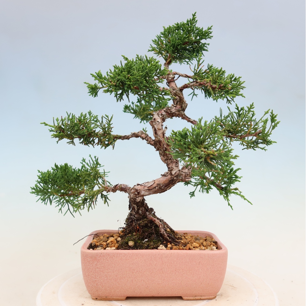 Vonkajší bonsaj - Juniperus chinensis Kishu