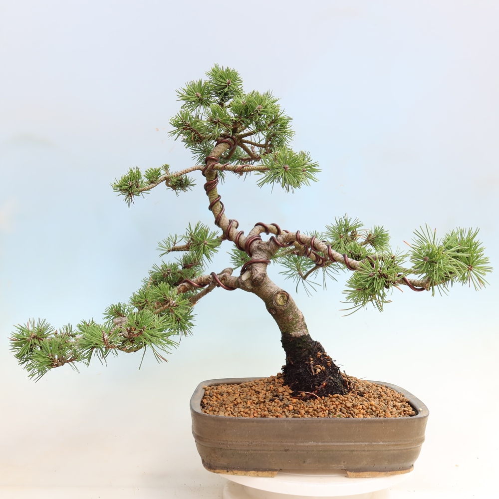 Vonkajšie bonsaje – Pinus mugo Humpy – borovica krivá