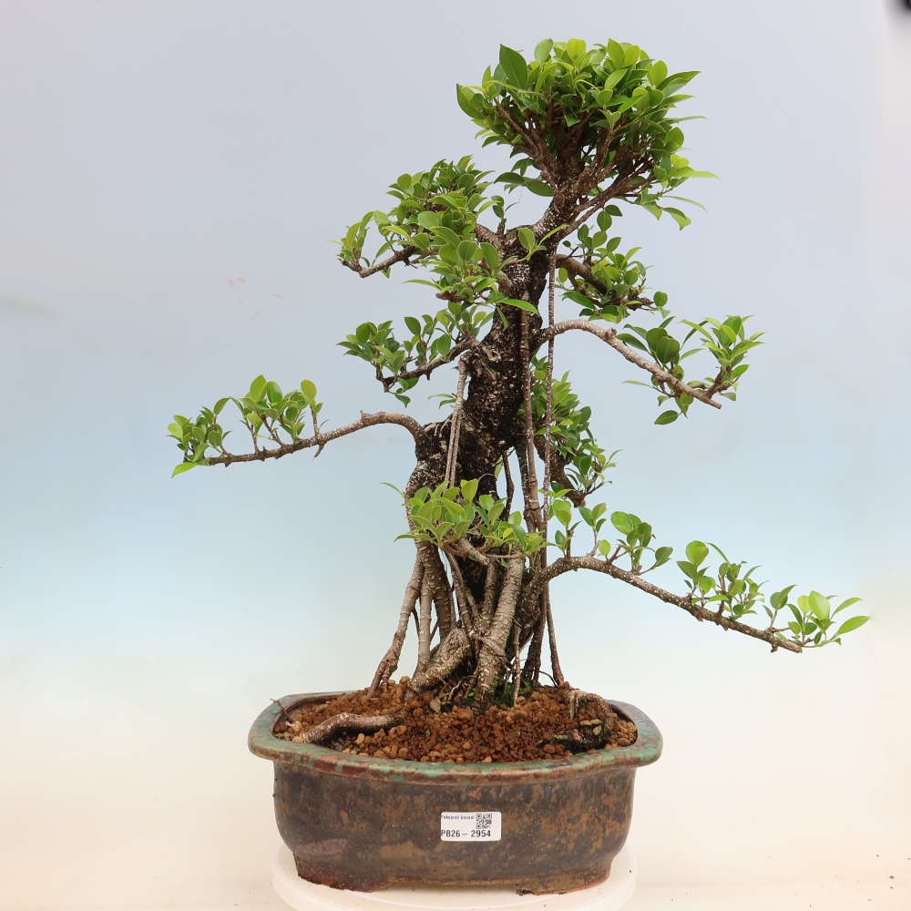 Izbové bonsaje - Ficus kimmen - drobnolistý fikus