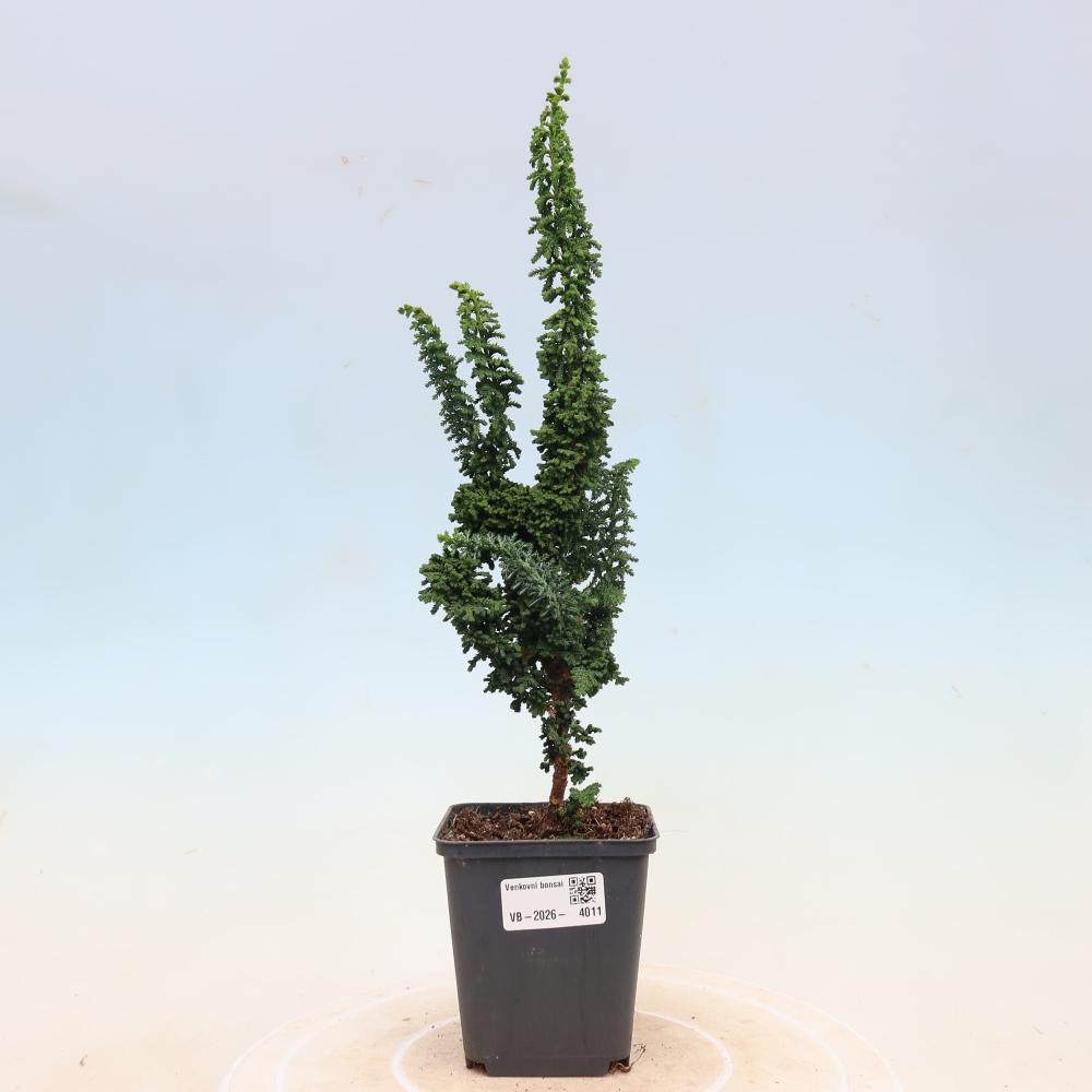Vonkajší bonsaj - Cham. obtusa SEKKA HINOKI - Cypruštek