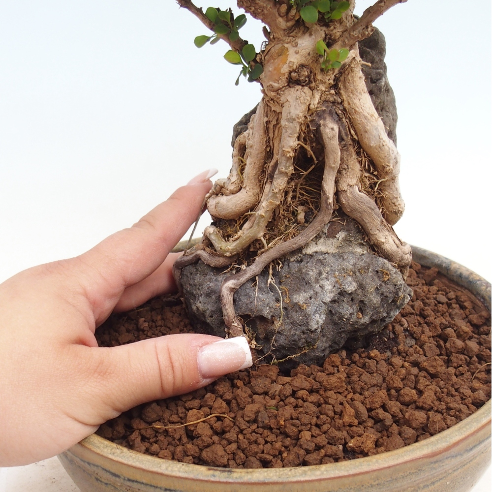 Vonkajšie bonsaje - Berberis coreana