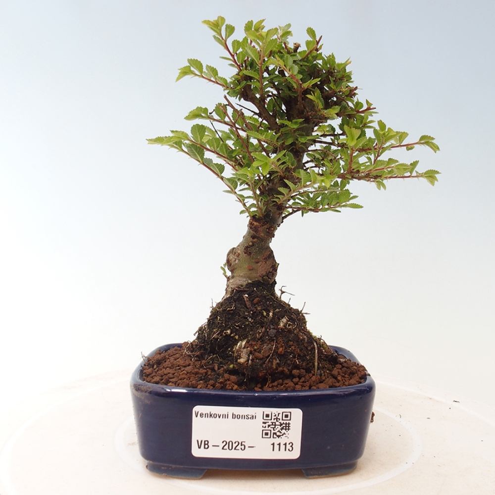 Vonkajší bonsai - Ulmus parvifolia Sagei - Malolistý brest
