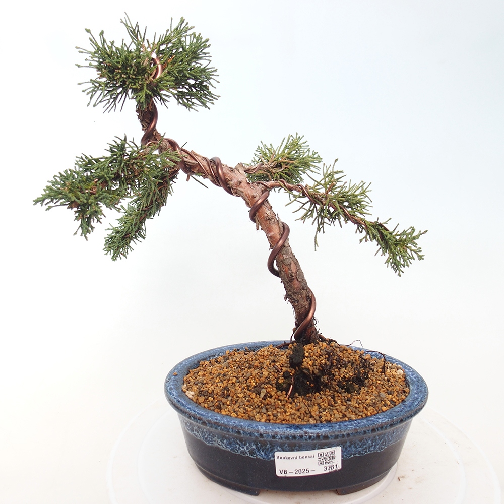 Vonkajší bonsaj - Juniperus chinensis Kishu