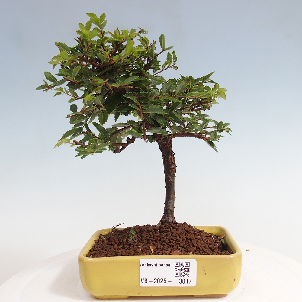 Vonkajší bonsai - Ulmus parvifolia Sagei - Malolistý brest