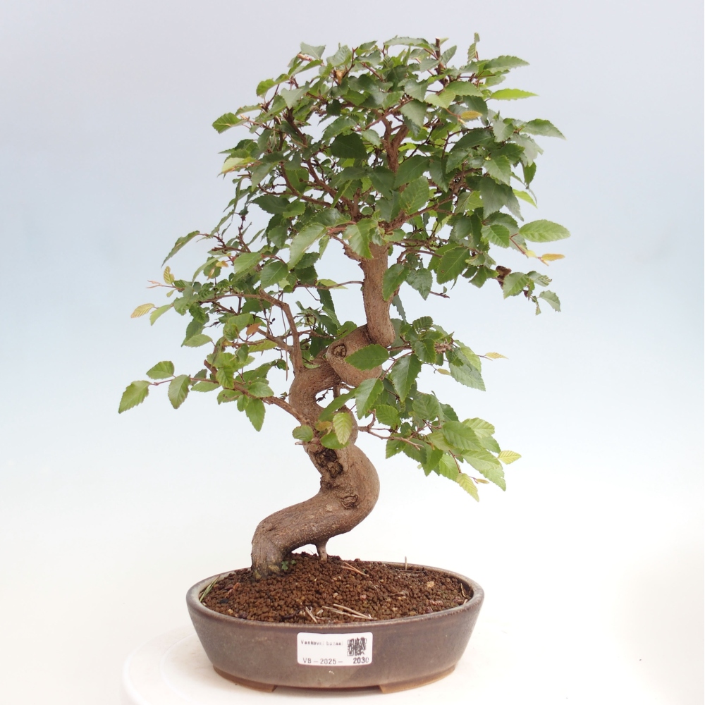 Vonkajší bonsai -Carpinus CARPINOIDES - Hrab kórejský