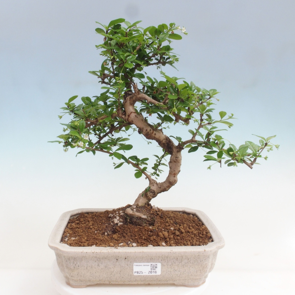 Izbová bonsai - Carmona macrophylla - Čaj fuki
