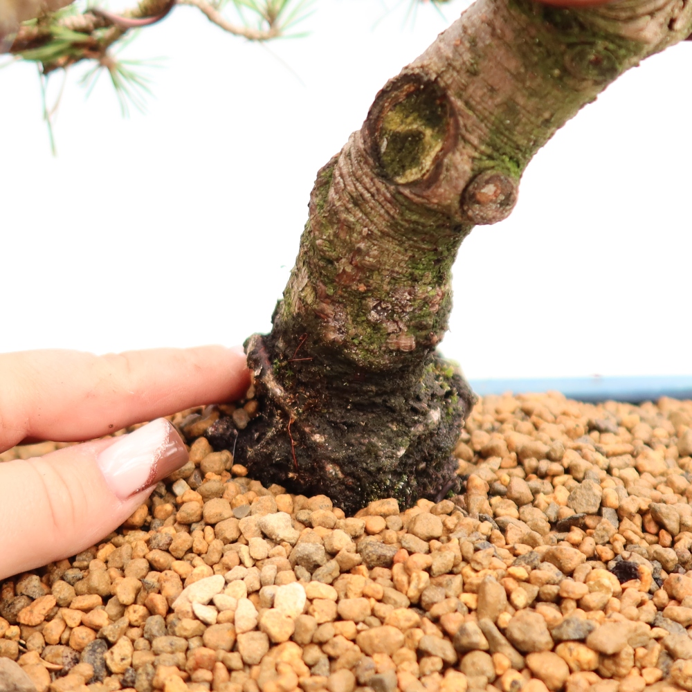 Vonkajšie bonsaje – Pinus mugo Humpy – borovica krivá