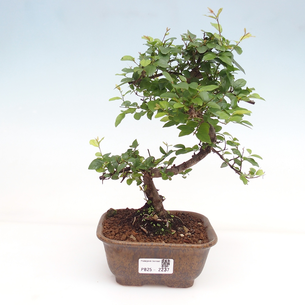 Izbová bonsai - Sagerécia thea - Sagerécia thea